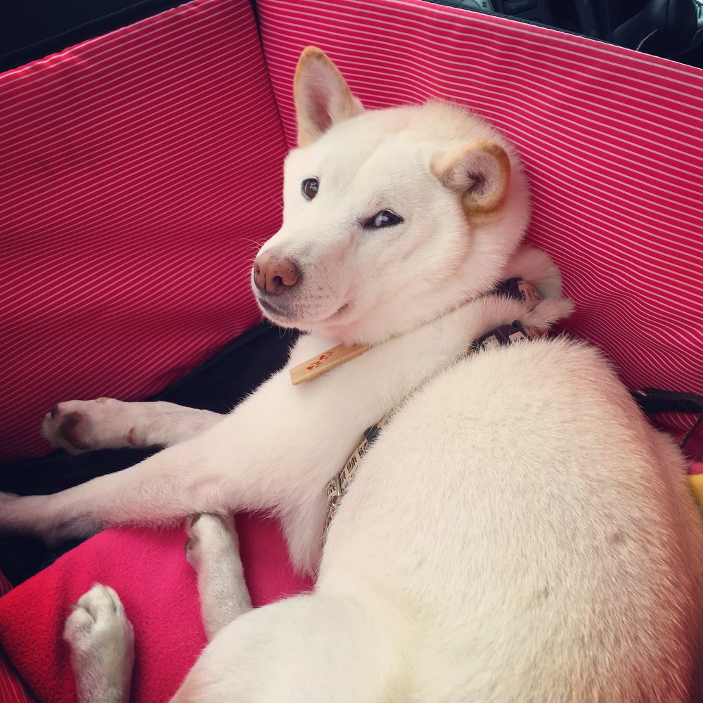 車の中でもリラーックス