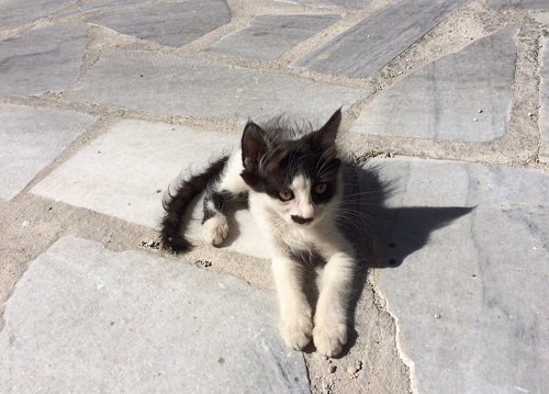 7・8月は風の強い日が多いキクラデス諸島。子猫のやわらかい毛はこんなになってしまいます！