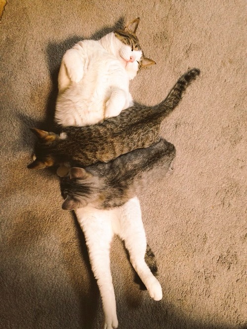 サバトラ「中猫先輩がぽんぽん冷やしたらあかんからな」「ココニャさんちの障子破り軍団」（ココニャ/　河出書房新社）