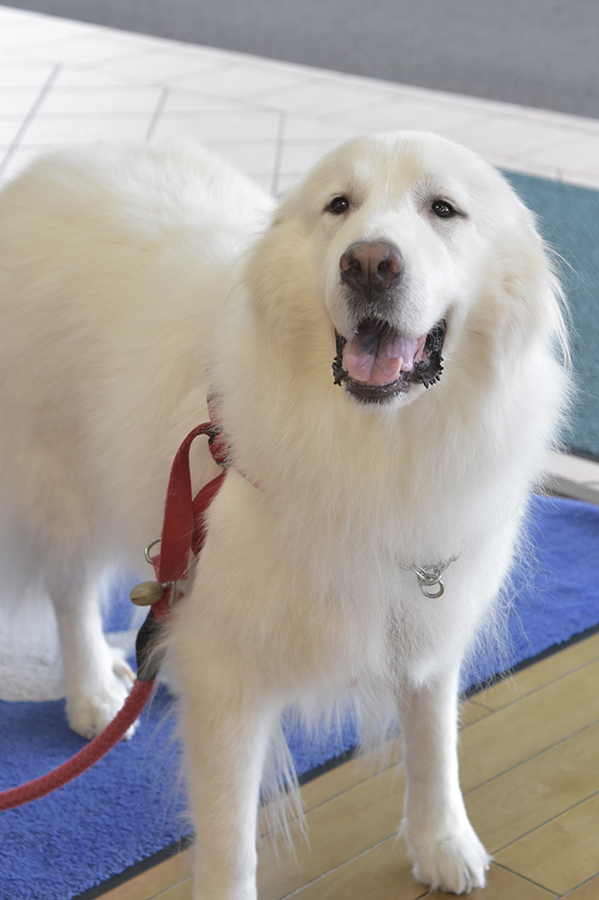大型犬もお行儀よく遊んでました