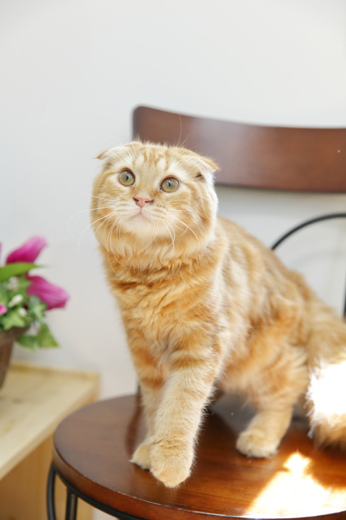 写真協力／ビークラブ猫店