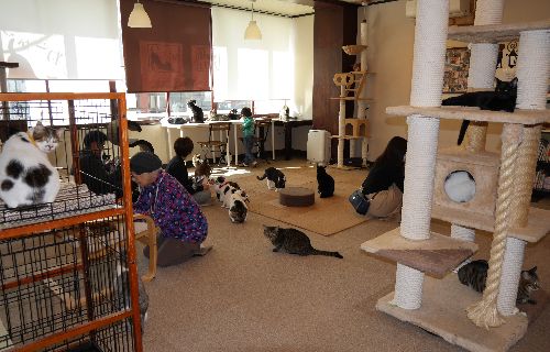 猫たちがのびのび