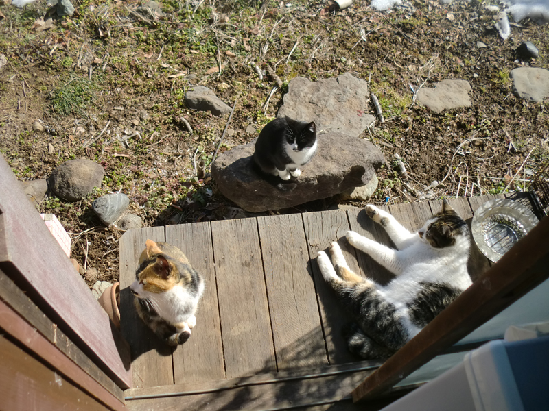 『縁側ネコ一家　ありのままハハケルとマイケルとミカンたち』（さくら舎）より