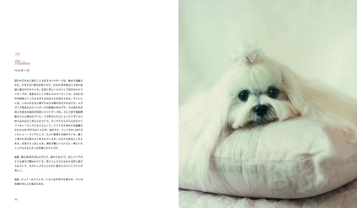 マルチーズ＝パイ インターナショナル提供