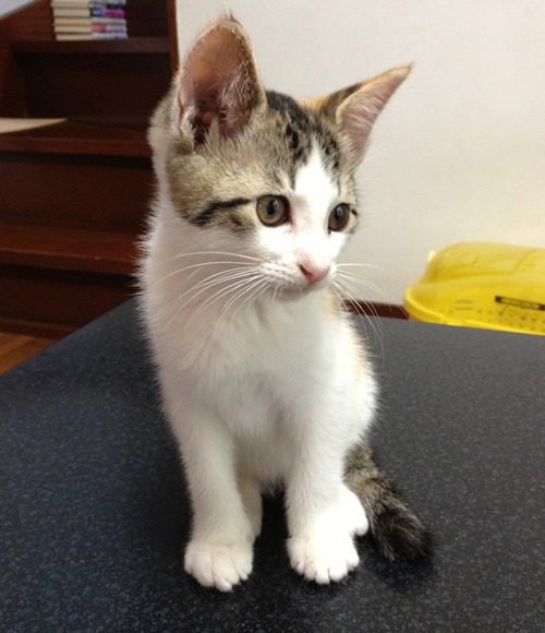 ロッシ―の一周忌の後、家に迎えた、三毛猫のみぃ子