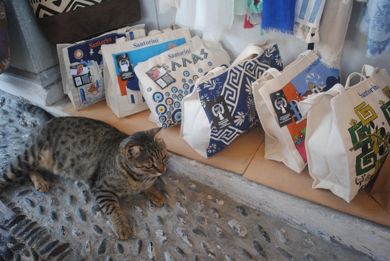 キジトラ猫がのんびり。人にはすっかり慣れています