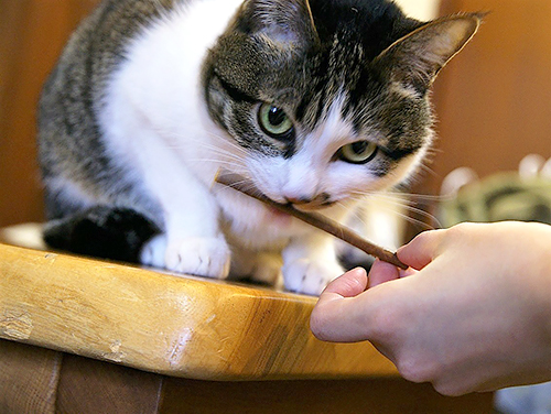 またたびの臭いをかぐもも（大塚さん提供）