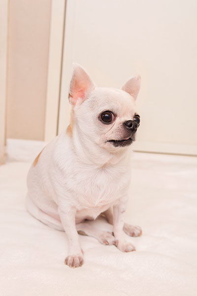 『チワワスタイル』から