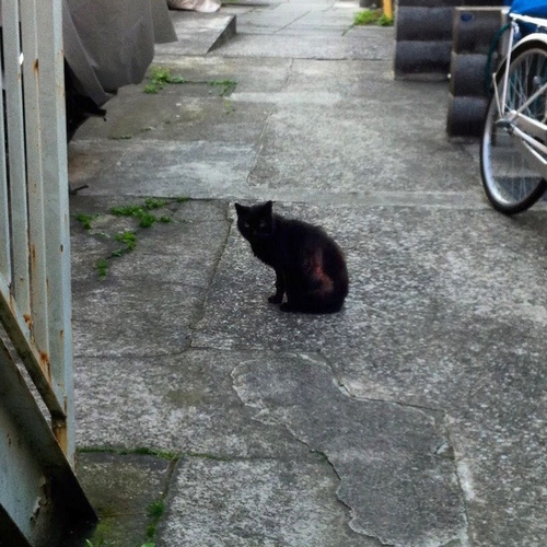 さようならクロ、心の中に永遠に