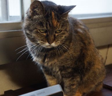 時に「ふてにゃん」気味の顔もしますが