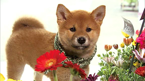 ４代目豆助（２０１０年４月～同年６月）＝テレビ大阪提供