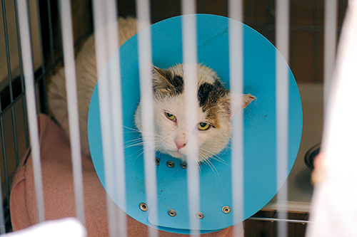 去勢後につけたエリザベスカラー　扶桑社/(C)太田康介