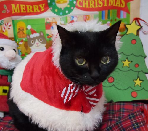 わんぱく猫「はっぴー」 初めてのクリスマス 犬・猫との幸せな暮らし
