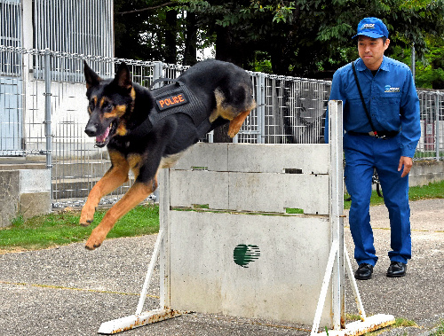 訓練で障害物を乗り越えるエイム号と巡査部長の森川昌志さん＝岡山市北区 