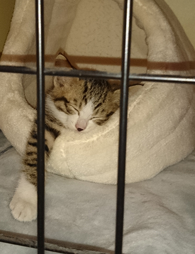 ケージに「格納」されるジャッキー