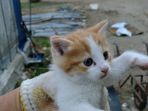 『縁側ネコ一家　ありのままハハケルとマイケルとミカンたち』（さくら舎）より