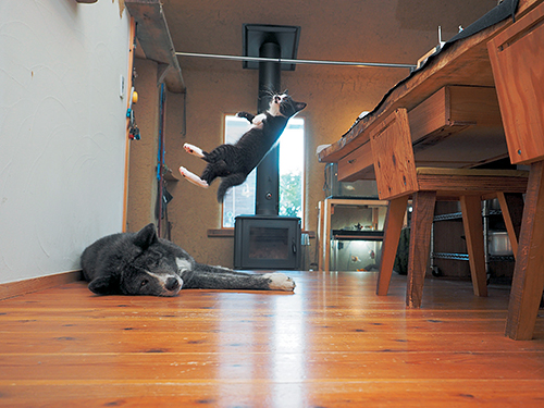 「はちわれ兄弟」から　(Ｃ)主婦と生活社／久方広之