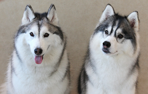 シベリアンハスキー＝竹谷俊之撮影 