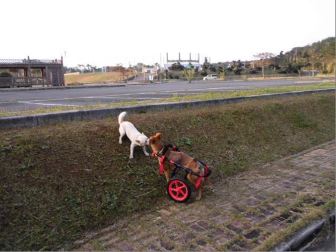 車いすを付けて初めて、ガールフレンドのシロと再会したラッキー（撮影＝島田須尚）