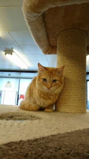 「尻尾のふさふさまで入ってますね。これも上下をトリミングしたら、もっと良い写真になりますよ」（荻窪さん講評）