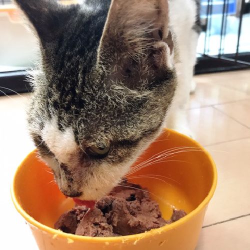 がんでひと月の余命宣告を受けた「小花」　限られた時間を幸せに　　写真＝神保枝美さん