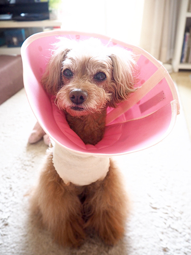 まるでエリマキトカゲ（懐）。かわいそうだけど、ちょっと笑える