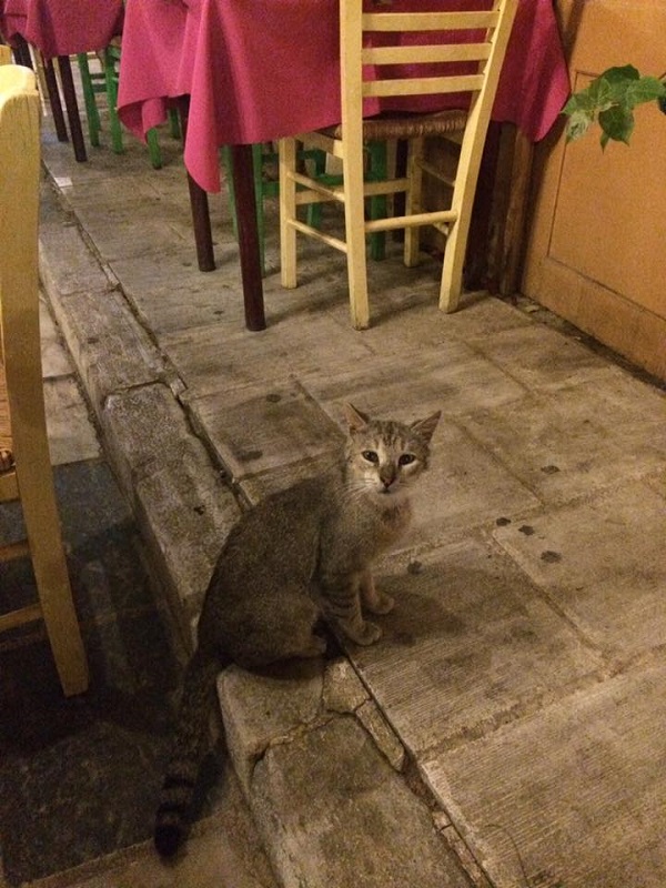 この首のかしげ加減、おねだりの上級者かもしれない…！（シロス島）