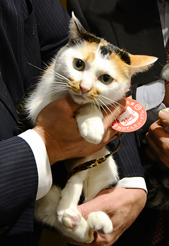 岡山電気軌道のＳＵＮたまたま。駅長候補だったが、飼い主が引き留めて岡山に残ることになった