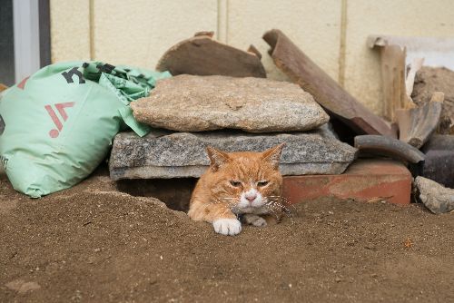 母屋と表をつなぐ出入り口（穴）　写真＝上村雄高
