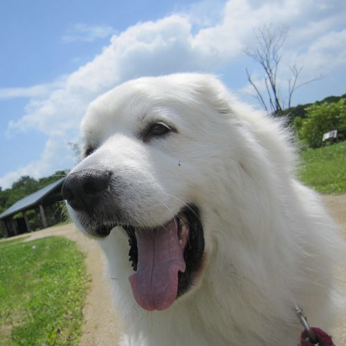 【2位：福島県　羽鳥湖高原レジーナの森】ジーナ