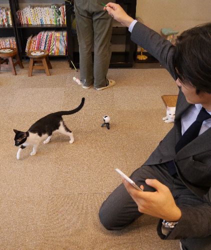 ほらほら、こっち向いてニャー。あ、つれない……