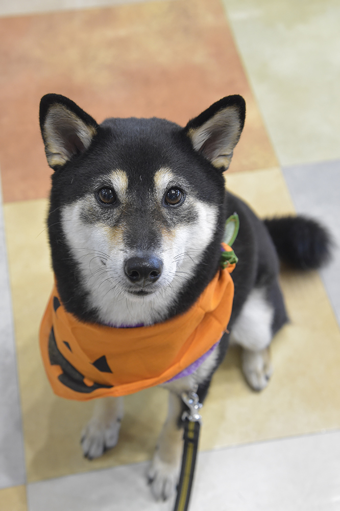 ハロウィンのバンダナが決まってます