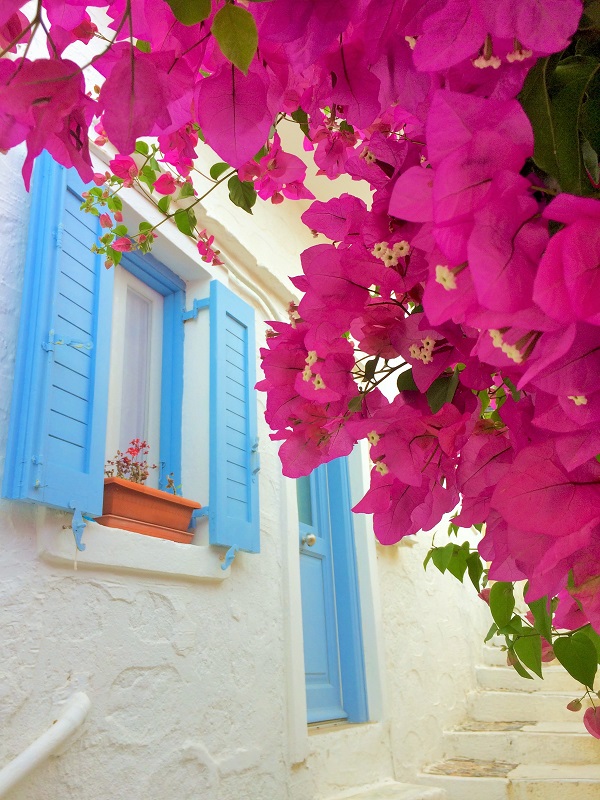 ブーゲンビリア。種類は沢山ありますが、この濃いピンクを多く見ます