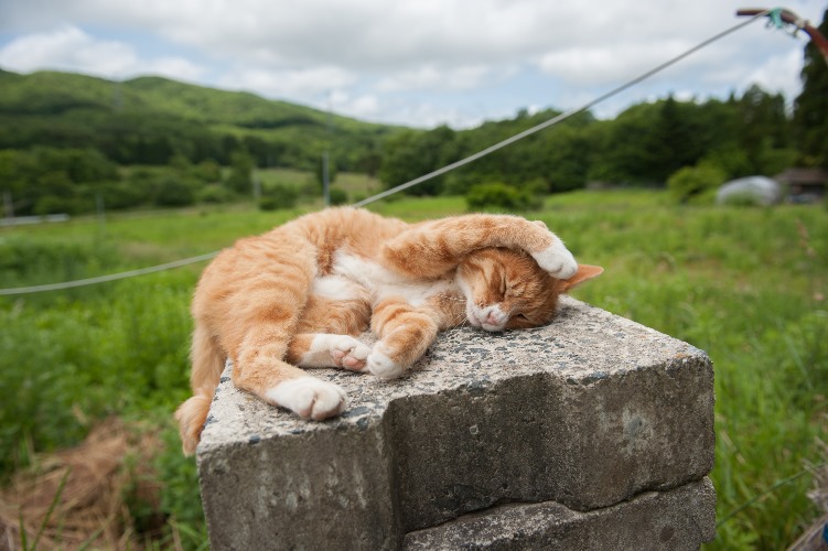 農作業する家族を、かつてマメはここから眺めた　写真＝上村雄高