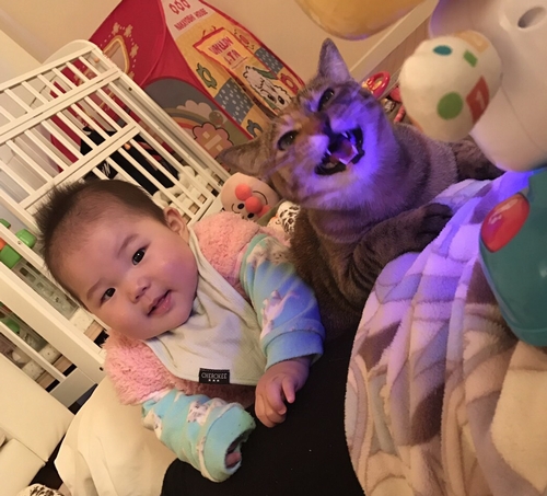 孫娘「結夏」ちゃん（息子の子）も猫と一緒に暮らしています