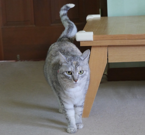 賑やか家族に囲まれているんです。幸せだにゃ