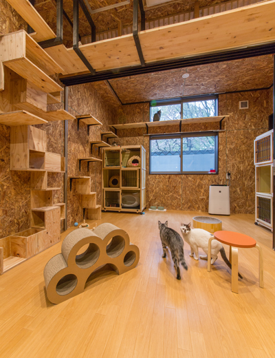 上下運動も自由にできる、猫にとって最適な空間