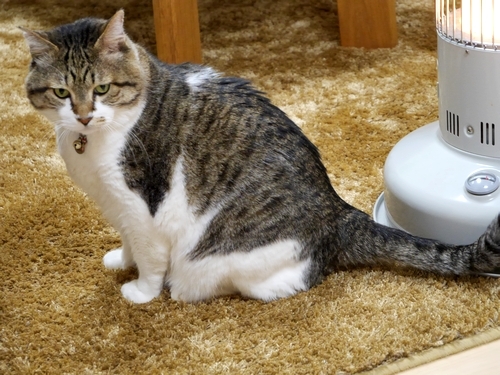 きりっ。時にはこんな猫っぽい表情も