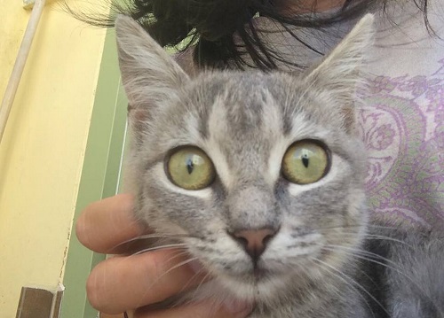 一方灰トラちゃんは撫でられてうっとりと寝てしまう割に、起きると「ここどこ？あなた誰？」となりがち。ぐっすり寝た後のこのきょとん顔である