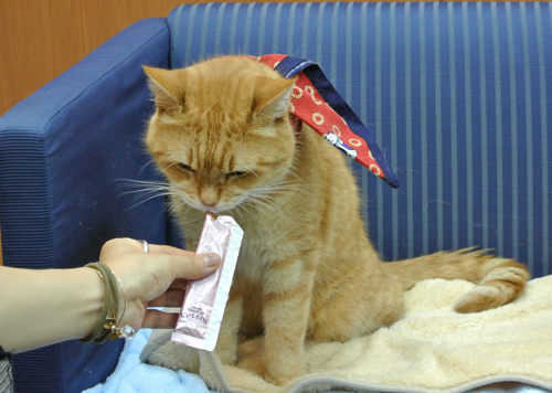 スタッフから「CIAOちゅ〜る」をもらっているところ