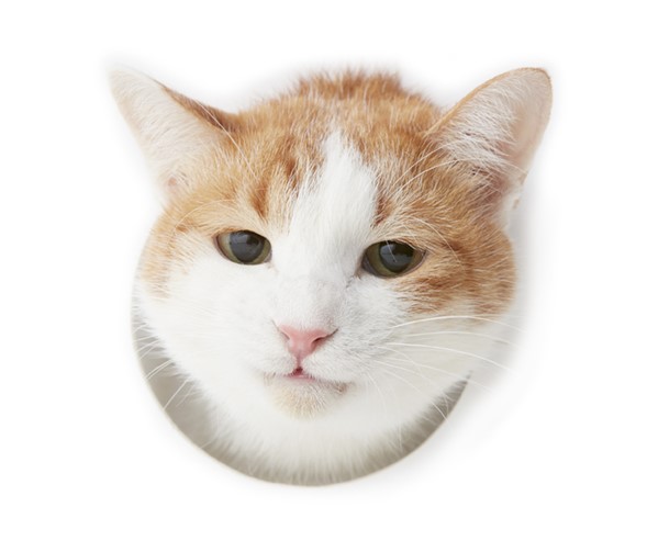 吾輩は二十世紀の猫だからこの位の教育はある。あんまり軽蔑してはいけない。