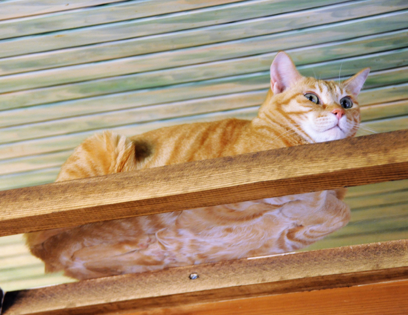 ガラス製のキャットウォークの上で座る「みーちゃん」。腹部がよく見える