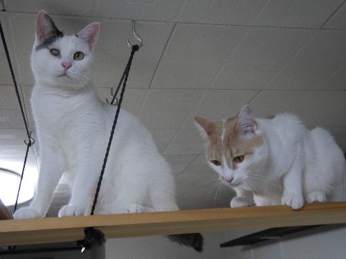 揺れる吊り橋を改良「安定しております」