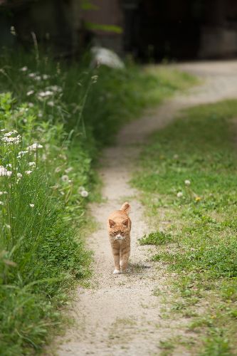 人を慕い歩いた、故郷の道・・・　写真＝上村雄高