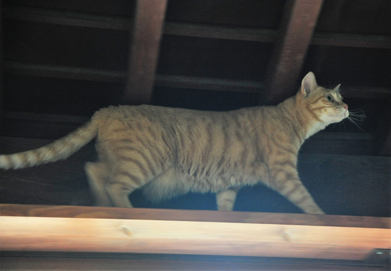 縁側に設けられたキャットウォークを歩く「みーちゃん」