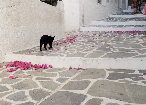 「何？ 要塞に行きたいの？」とでも言ってるかのように次の看板まで連れていってくれました。散っても美しいブーゲンビリアと白く塗られた地面、ネコの組み合わせが島らしい（ホラ）