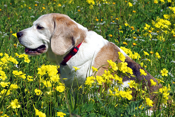 あなたの愛犬は「老犬」ですか？（画像は本文と関係ありません）