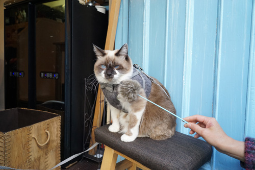 スイくんの名前も、イタリア語で肯定（yes）を意味する「Ｓi」（スィ）からとったそう