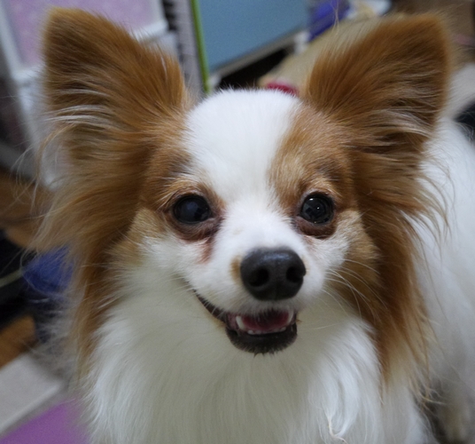 僕のクセ。「かわいいって言われると微笑むよ」