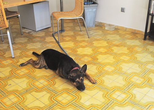 ホテルのエントランスにも大型犬！（ロドス島）